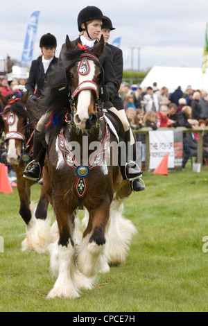 Monté Shire Horse equestrian team Equus ferus caballus Banque D'Images