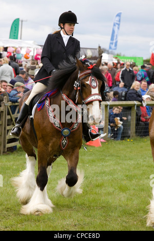 Monté Shire Horse equestrian team Equus ferus caballus Banque D'Images