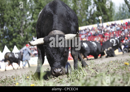 Combat de reines festival a lieu à Aproz, dans le canton du Valais en Suisse pour trouver le 'Reine des vaches' Banque D'Images