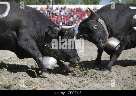 Combat de reines festival a lieu à Aproz, dans le canton du Valais en Suisse pour trouver le 'Reine des vaches' Banque D'Images