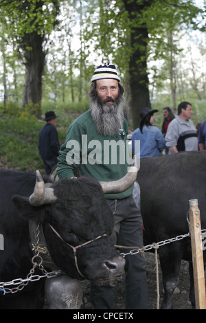 Combat de reines festival a lieu à Aproz, dans le canton du Valais en Suisse pour trouver le 'Reine des vaches' Banque D'Images