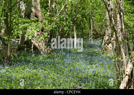 Bluebells, RSPB réserve naturelle du bois de l'Église, Hedgerley, Buckinghamshire, England, UK Banque D'Images