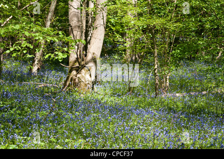 Bluebells, RSPB réserve naturelle du bois de l'Église, Hedgerley, Buckinghamshire, England, UK Banque D'Images