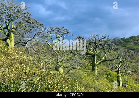 Ceibo (arbres ceiba trichasandra) en forêt tropicale sèche dans le sud de l'Équateur Banque D'Images