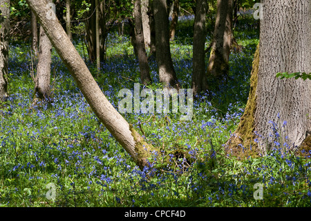 Bluebells, RSPB réserve naturelle du bois de l'Église, Hedgerley, Buckinghamshire, England, UK Banque D'Images