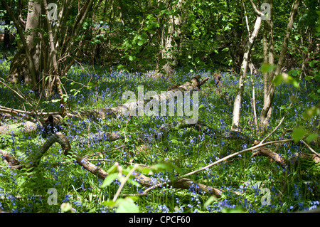 Bluebells, RSPB réserve naturelle du bois de l'Église, Hedgerley, Buckinghamshire, England, UK Banque D'Images