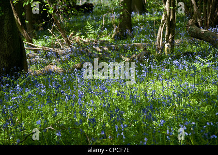 Bluebells, RSPB réserve naturelle du bois de l'Église, Hedgerley, Buckinghamshire, England, UK Banque D'Images