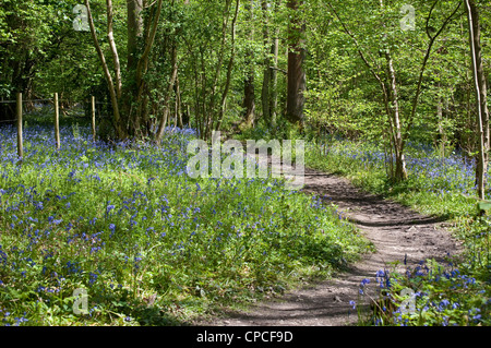 Chemin boisé entouré de jacinthes, RSPB réserve naturelle du bois de l'Église, Hedgerley, Buckinghamshire, England, UK Banque D'Images