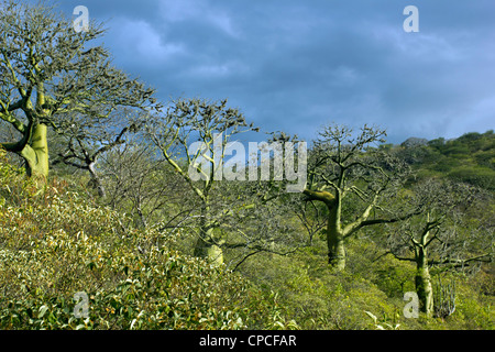 Ceibo (arbres ceiba trichasandra) en forêt tropicale sèche dans le sud de l'Équateur Banque D'Images