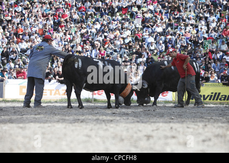 Combat de reines festival a lieu à Aproz, dans le canton du Valais en Suisse pour trouver le 'Reine des vaches' Banque D'Images