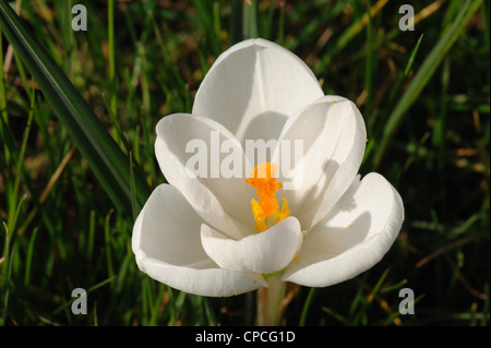 Fleurs blanches fleurs de printemps crocus avec style orange Banque D'Images