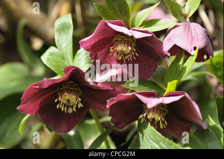 Fleurs rouge foncé de l'helleborus x hybridus 'Anah Seedling' Banque D'Images