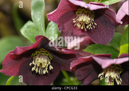 Fleurs rouge foncé de l'helleborus x hybridus 'Anah Seedling' Banque D'Images