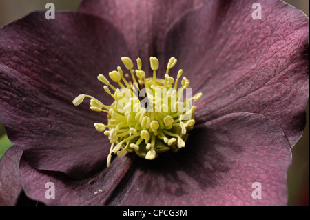 Fleurs rouge foncé de l'helleborus x hybridus 'Anah Seedling' Banque D'Images