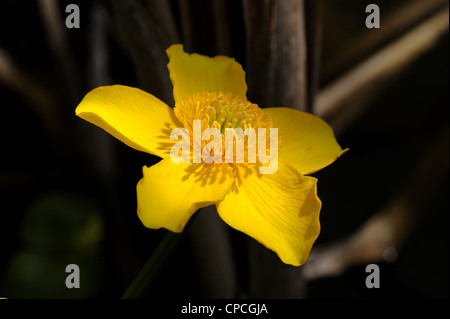 Le populage des marais (Caltha palustris) flower Banque D'Images