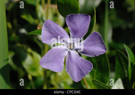 Une plus grande pervenche (Vinca major) fleur bleue au début du printemps Banque D'Images