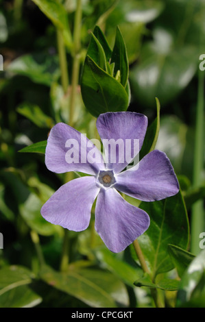 Une plus grande pervenche (Vinca major) fleur bleue au début du printemps Banque D'Images