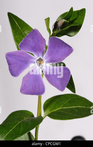 Une plus grande pervenche (Vinca major) fleur bleue au début du printemps Banque D'Images