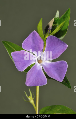 Une plus grande pervenche (Vinca major) fleur bleue au début du printemps Banque D'Images