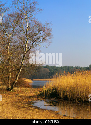 Roseaux marginal sur le bord de l'eau de Frensham Little Pond Lake en hiver. Frensham Common, Farnham, Surrey, Angleterre, Royaume-Uni, Grande Bretagne. Banque D'Images