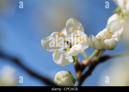 Vue rapprochée de l'épanouissement des fleurs de pommier. Certains insectes manger le pollen. Banque D'Images