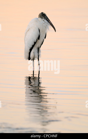 Wood Stork (Mycteria americana) Anastasia State Park, St Augustine FL Banque D'Images