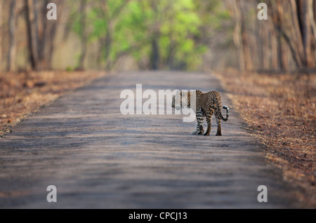 Leopard marcher dans la forêt de Tadoba Andhari Tiger Reserve. (Panthera pardus) Banque D'Images