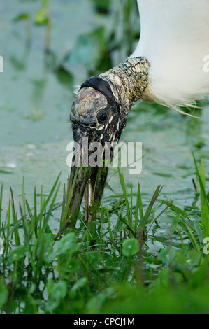 Wood Stork (Mycteria americana) Audubon Chasse Rookery, Venice, Florida Banque D'Images