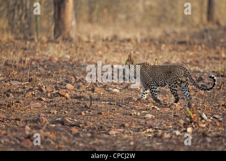 Leopard marcher dans la forêt de Tadoba Andhari Tiger Reserve. (Panthera pardus) Banque D'Images