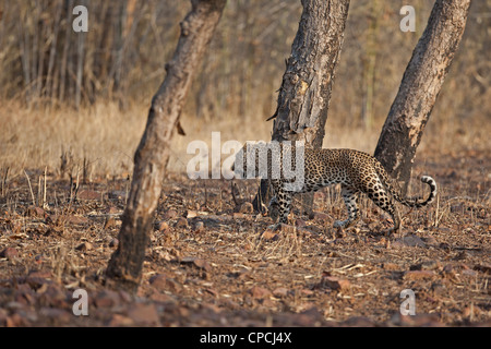 Leopard marcher dans la forêt de Tadoba Andhari Tiger Reserve. (Panthera pardus) Banque D'Images