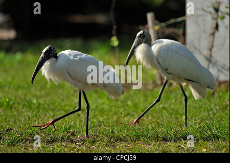 Wood Stork (Mycteria americana) dans quartier résidentiel, Venise, Floride Banque D'Images