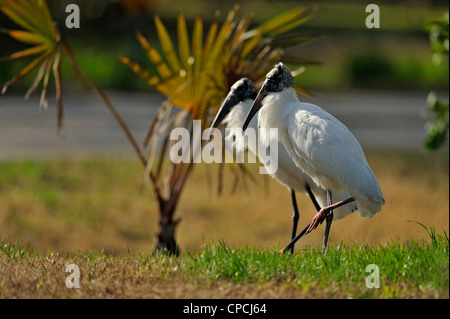 Wood Stork (Mycteria americana) dans quartier résidentiel, Venise, Floride Banque D'Images