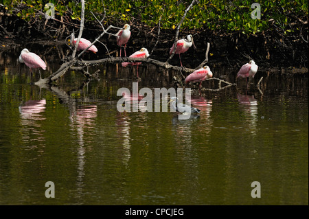 Roseate spoonbill (Ajaia ajaja), Ding Darling National Wildlife Refuge, Sanibel Island, Floride, USA Banque D'Images