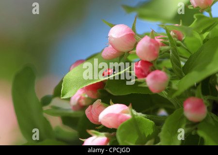 Vue rapprochée de l'épanouissement des fleurs de pommier. 'Ladybird' ou 'coccinelle' est sur la feuille. Banque D'Images