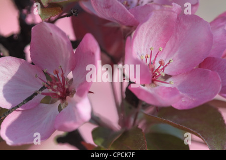 Vue rapprochée de l'épanouissement des fleurs de pommier. Malus x purpurea. Banque D'Images