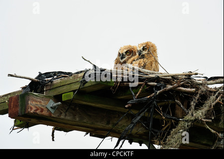 Grand-duc d'Amérique (Bubo virgianus) Les jeunes au nid sur la plate-forme d'Osprey, Ruskin, Florida, USA Banque D'Images