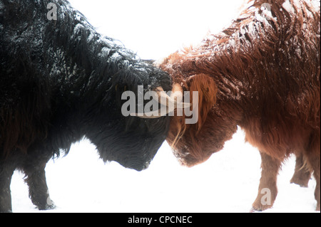 Scottish Highland vaches marron et noir tête à tête de combats dans la neige Banque D'Images