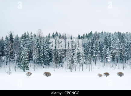 Arbres couverts de neige et le pré Banque D'Images