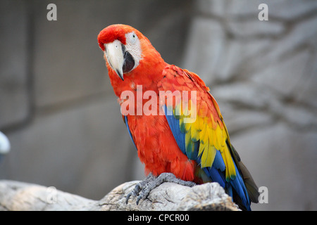 L'ara rouge (Ara macao), un gros macaw, originaire de forêts sempervirentes humides de l'Amérique tropicale Banque D'Images