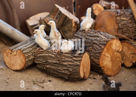 CBaby poussins dans une ferme de poulet fermier Banque D'Images