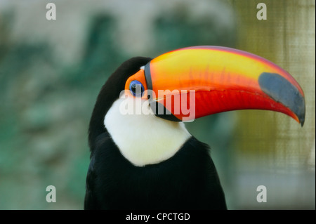 Toucan Toco (Ramphastos toco), de l'Alligator Farm, Saint Augustine, Floride, USA Banque D'Images