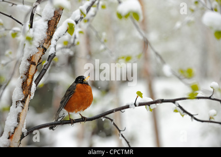 Merle d'Amérique (Turdus migratorius), le Grand Sudbury, Ontario, Canada Banque D'Images