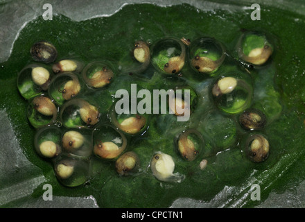 La masse d'œufs avec des têtards de la Red-eyed Tree Frog, agalychnis callidryas, Costa Rica Banque D'Images