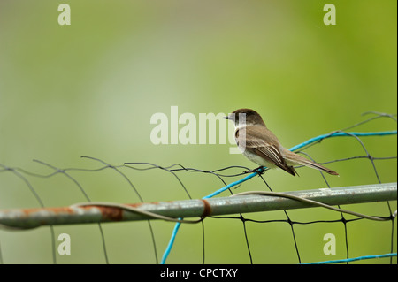 Moucherolle phébi (Sayornis phoebe), le Grand Sudbury , Ontario, Canada Banque D'Images