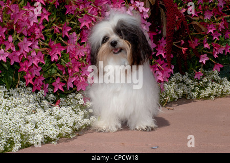 Le Bichon havanais assis en face de fleurs Banque D'Images