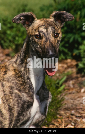 Greyhound-head shot Banque D'Images