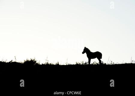 Poney Dartmoor poulain / silhouette . Dartmoor National Park, Devon, Angleterre Banque D'Images