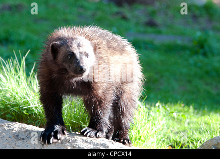 Wolverine debout sur rock Banque D'Images