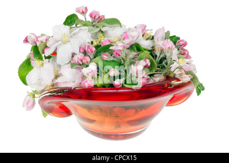 Printemps rose fleurs de pommier dans ytfg vase en verre rouge Banque D'Images