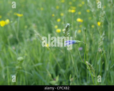 Wildflower meadow / Wildblumenwiese Banque D'Images